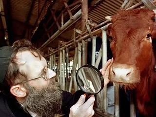 Raudona telyčia. freepresskashmir.news