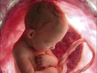 Kūdikis įsčiose (pinterest.com nuotr.)