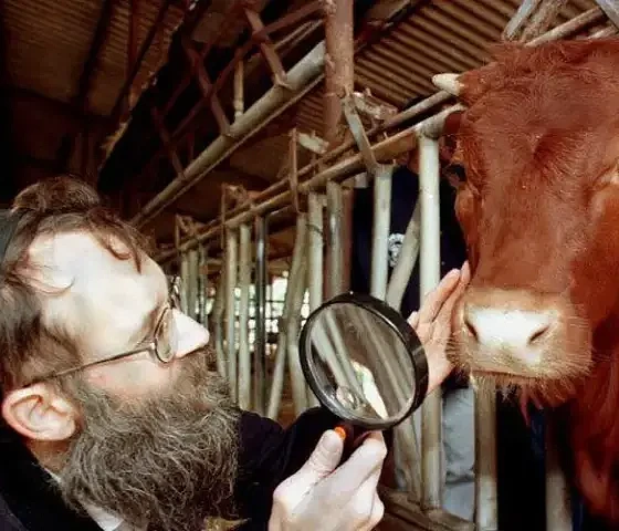 Raudona telyčia. freepresskashmir.news