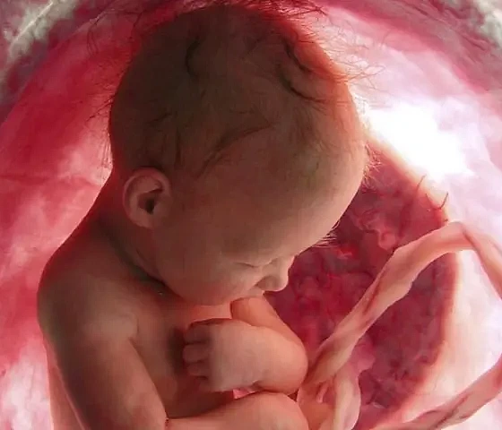 Kūdikis įsčiose (pinterest.com nuotr.)