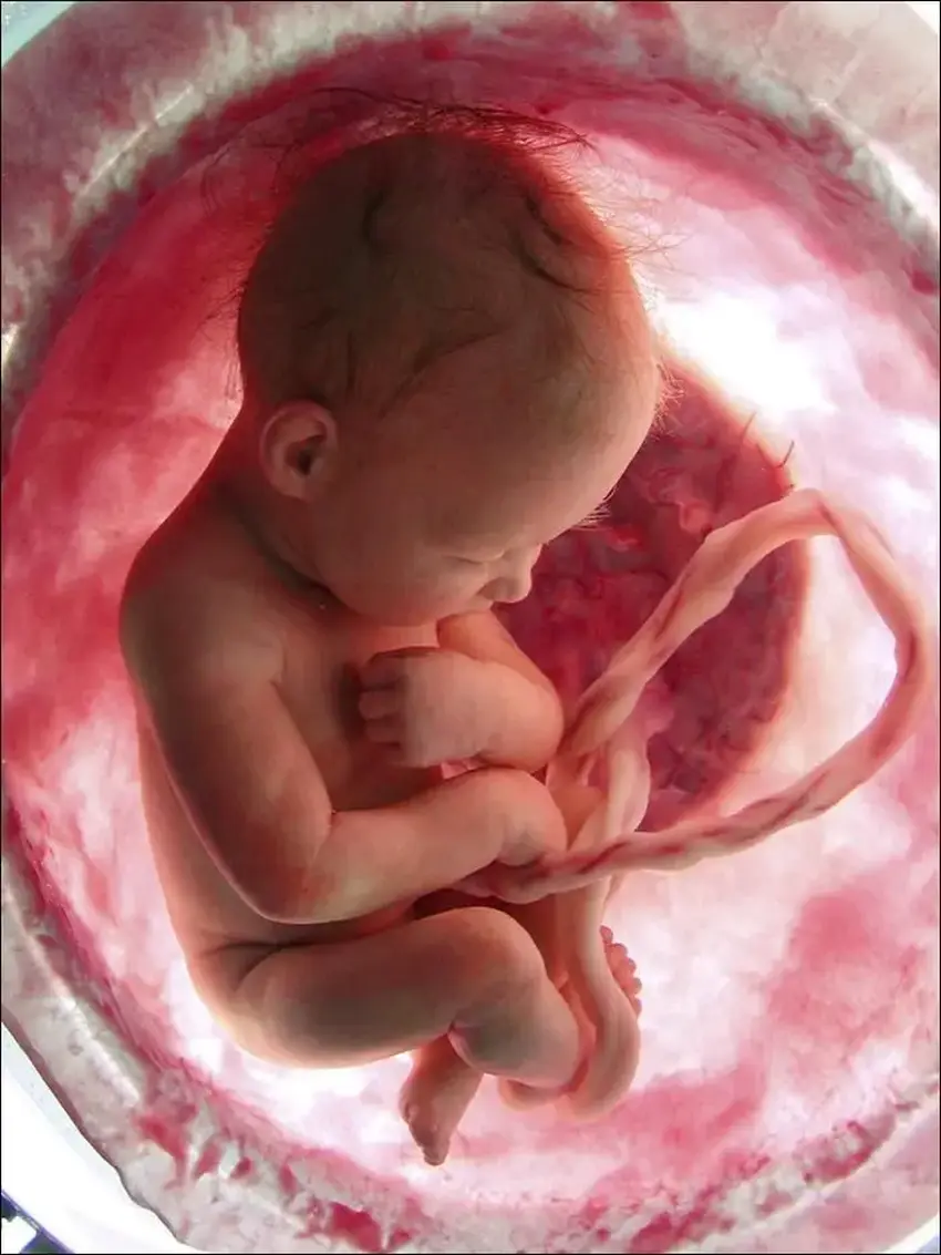 Kūdikis įsčiose (pinterest.com nuotr.) +