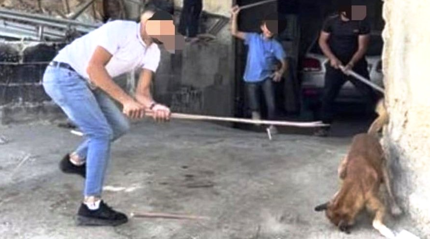 Musulmonai užmuša šunį gatvėje