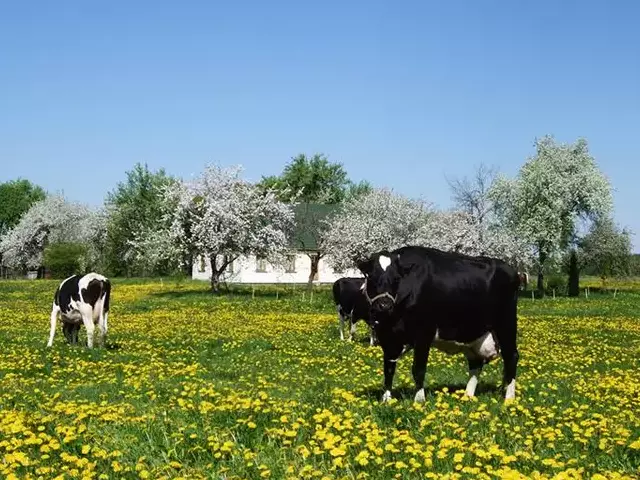 Lojalumas ir lokalumas